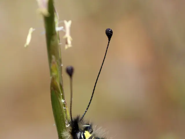 Uncovered Stem Cell Shines Light on Human Brain's Evolutionary Journey, Implies Potential Treatment...