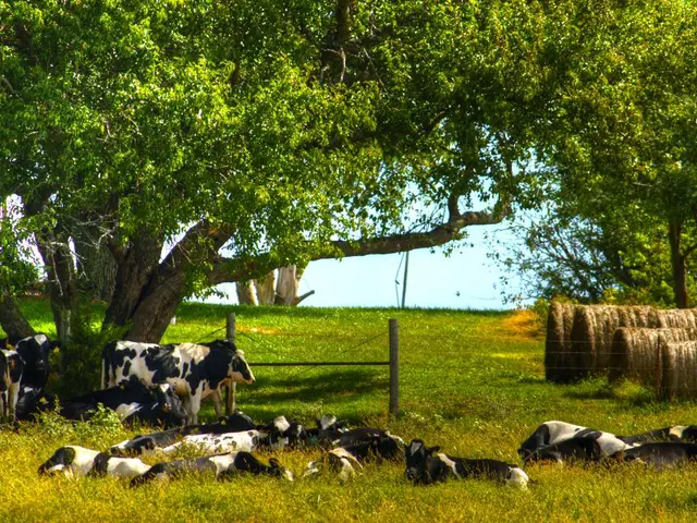 Grass-Fed Meat and Dairy: The Documentary Reveals the Benefits of Opting for Certified 100%...
