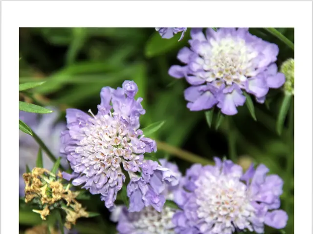 Brukinza Dosage Information: Details on potency, form, administration timing, and additional facts