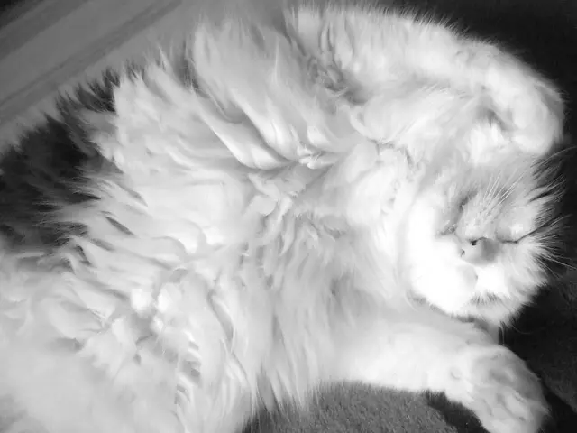 Twitching During Twilight Sleep: The Cause Behind Your Nighttime Jerks