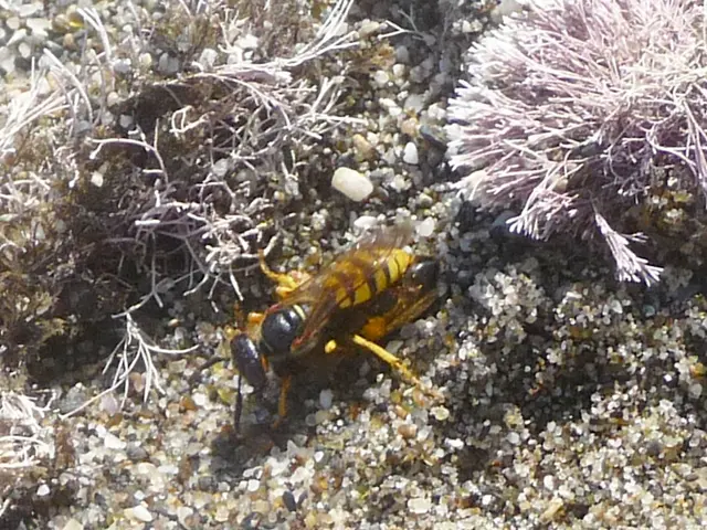 Hospitalized Individuals & Relocated Hornets' Nest
