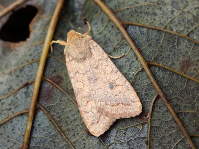 Distraught kin of a deported Greek millionaire's daughter, who allegedly perished due to an insect...