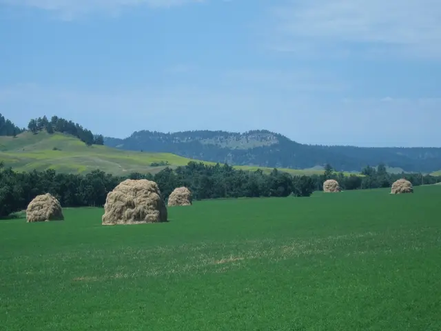 Current Ambrosia and Grass Pollen Contamination in Mannheim