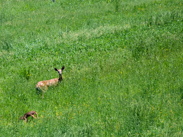 Environmental Interface for Atlas: Overview of Eco-Health Linkages and Key Fact Sheet