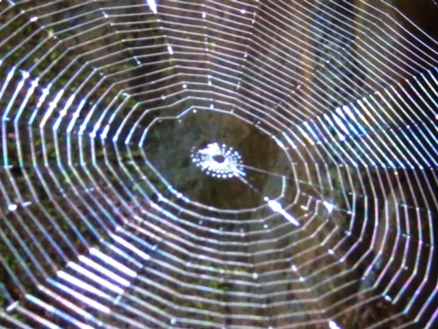 We can see spider web. In the background it is blurry and we can see green leaves.