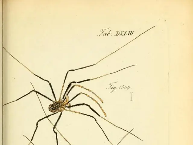 In this image I see a paper on which there are 2 spiders which are of brown and black in color and...