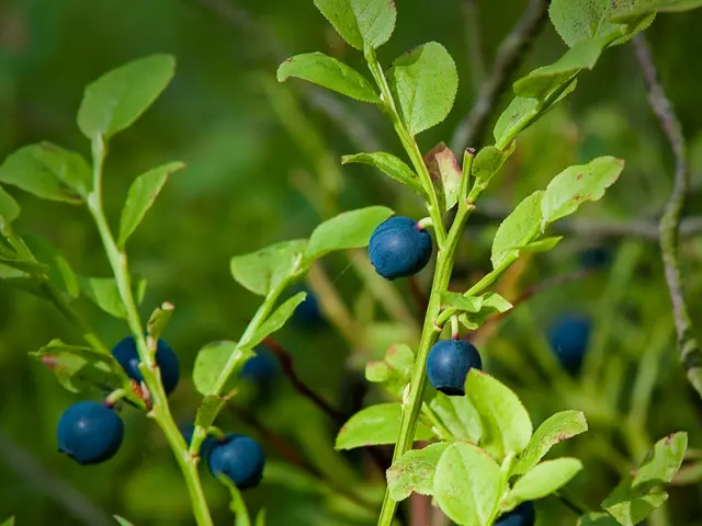 In the foreground of this image, there are berries to the plants.