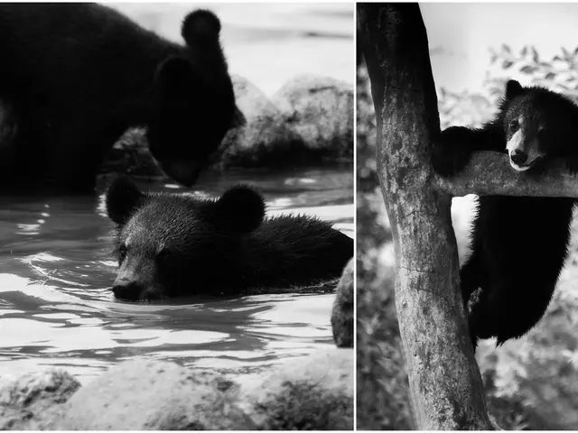 This is a collage image of American black bear in the water and hanging on the branch of a tree, in...