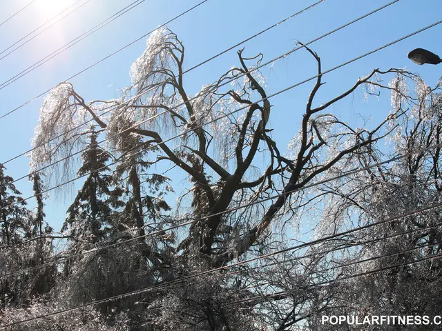In this picture I can see few trees and I can see a pole light and few wires and a blue sky and I...