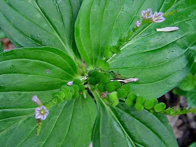 In this picture there are purple colour flowers and fruits on the plant. At the back there are...
