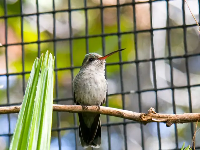 In this picture there is a bird, standing on the stick. On the bottom we can see leaves. At the...