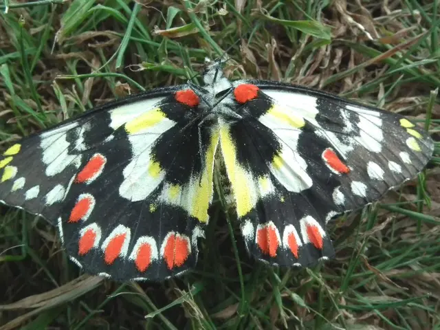 In this picture we can see a butterfly on the grass.