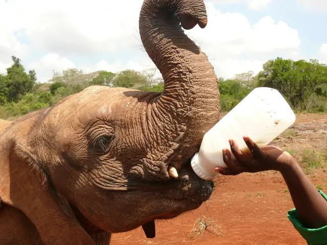 In this image there is a bottle of milk in a person's hand is feeding an elephant, behind the...