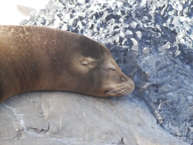 In the foreground of this image, there is a sea lion sleeping on the rock.