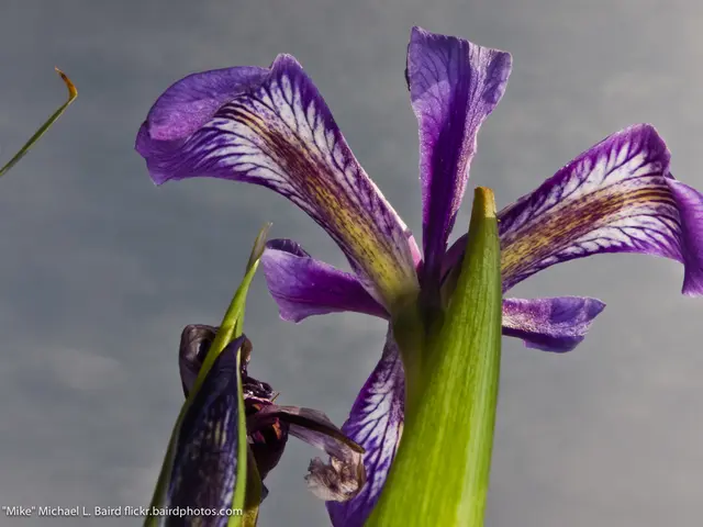 The picture consists of flowers. In the background there is sky, sky is cloudy. At the bottom there...