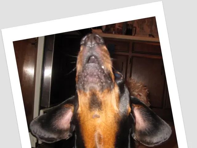 In this picture we can see photograph of a dog's face, in the background there are cupboards.