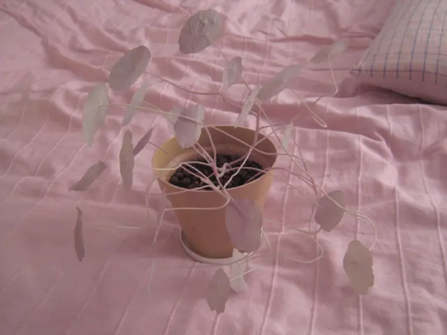 There is a pot plant having white color flowers on a bed. This bed is covered with a pink color bed...