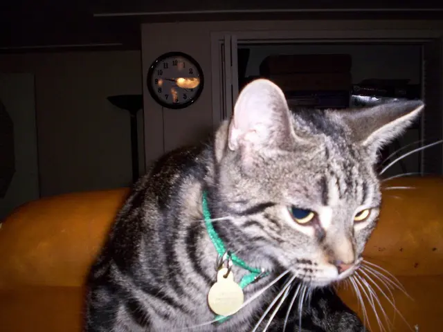 In the picture we can see a cat and a locket to its neck and in the background, we can see the...