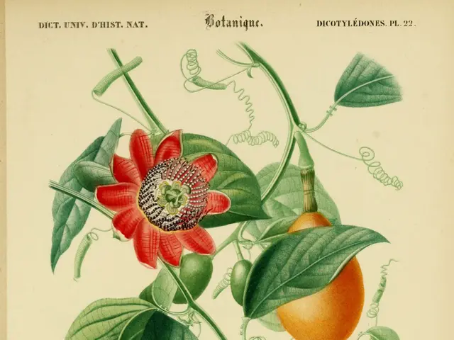 The image shows a book with a drawing of a passion fruit on it, along with pictures of the flower,...