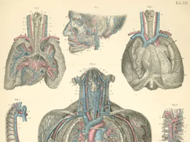 The image shows a paper with a diagram of the human body's cardiovascular system, including the...