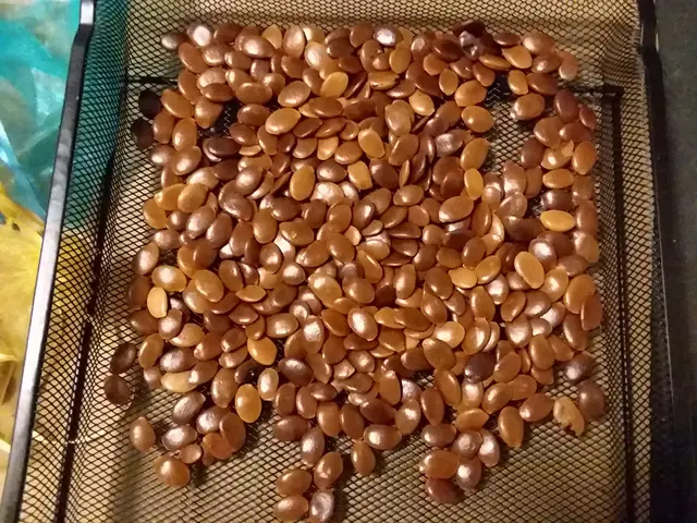 The image shows a metal tray filled with roasted pumpkin seeds on top of a table, with a cover on...