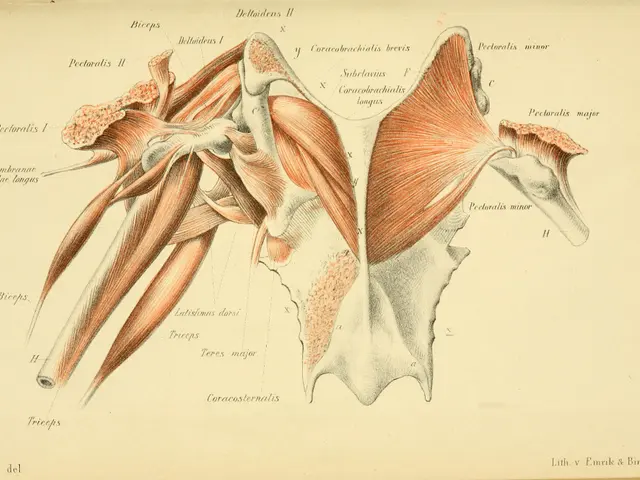 The image shows an old book with a diagram of the muscles of the shoulder on it. The paper has text...