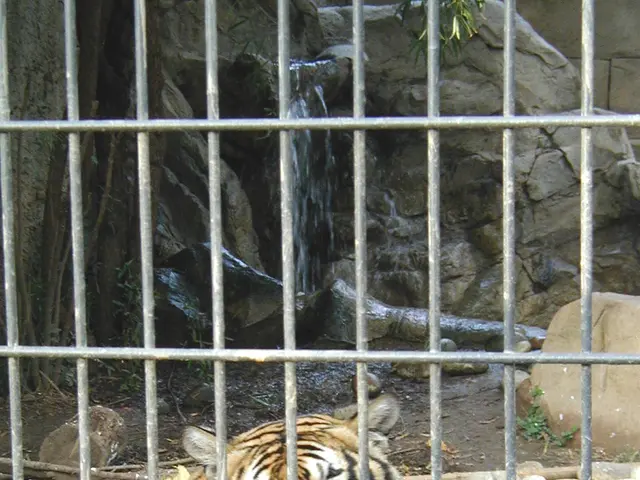 The image shows a tiger in a cage at the zoo, surrounded by leaves on the ground and rocks and a...