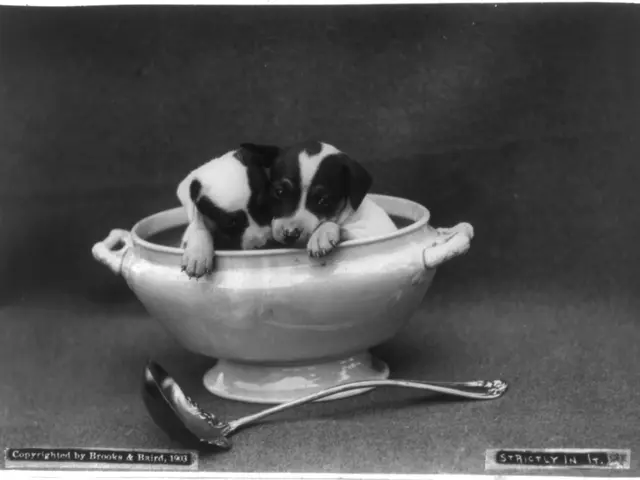 The image shows two small dogs sitting in a bowl with a spoon beside them. The bowl is black and...