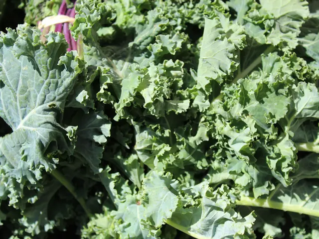 The image shows a close up of a bunch of green kale leaves in a garden. The leaves are a vibrant...