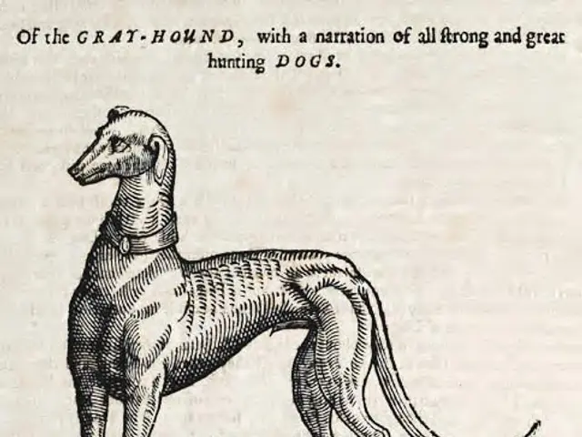 The image shows a drawing of a greyhound with a collar around its neck, standing on the ground. At...