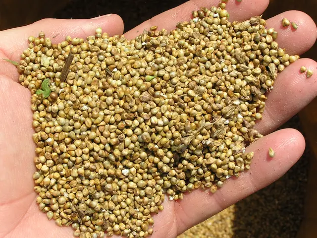 The image shows a person holding a handful of hemp seeds in their hand. The seeds are a light brown...