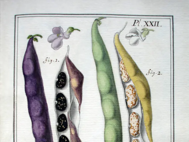 The image shows a book with a drawing of different types of beans on it, including purple, green,...