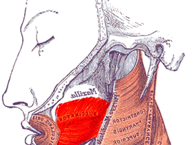 The image shows a diagram of the neck and neck muscles, with the muscles highlighted in red. The...