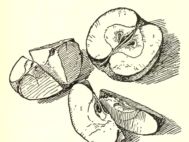 The image shows a paper with a drawing of an apple cut to show the position of seeds, accompanied...
