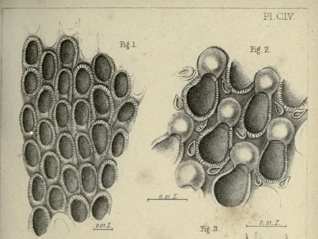 The image shows a page from a book with a drawing of a variety of different types of cells, each...