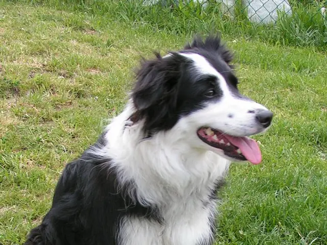 The image shows a black and white Border collie sitting in the grass with a fence in the...