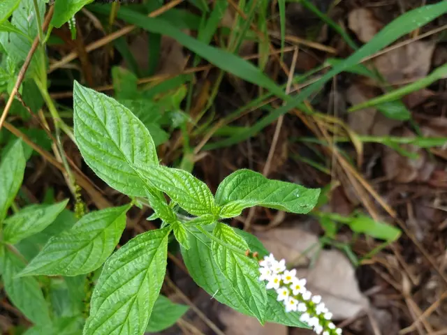 The image shows a close up of a plant with white flowers and green leaves, surrounded by dried...