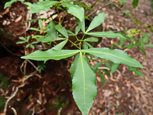 The image shows a close up of a green leaf on a tree in the woods, with a few other plants and...