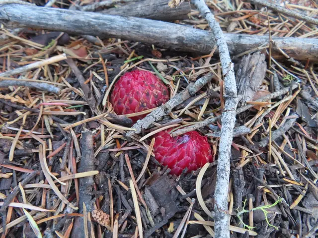 The image shows two red lychee fruits on the ground in the woods surrounded by dried leaves, twigs...