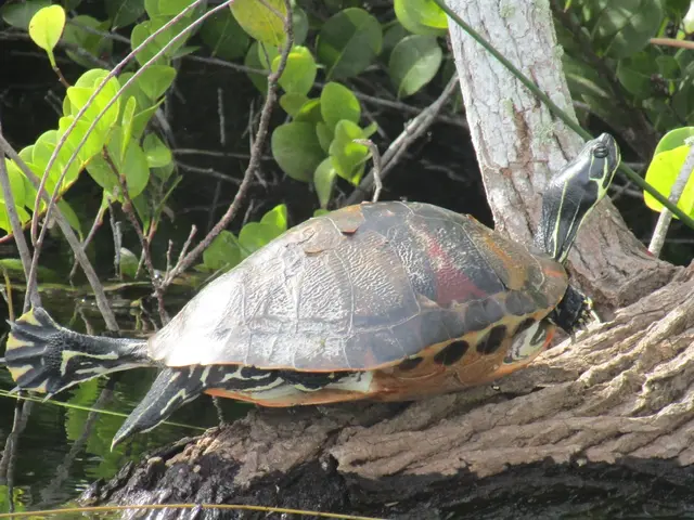 The image shows a red-eared slider turtle sitting on a log in the water, surrounded by plants in...