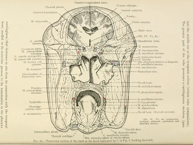 The image shows an old book with a diagram of the human brain on it. The diagram is accompanied by...