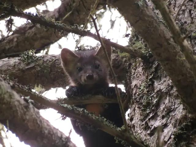 The image shows a pine marten perched in a tree, its fur a light brown color and its eyes alert and...