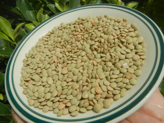 The image shows a person holding a bowl filled with green lentils in their hand, with some plants...