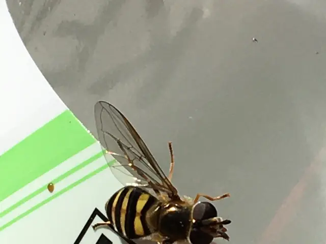 The image shows a hoverfly perched atop a nutrition label on a white surface. The label has text...