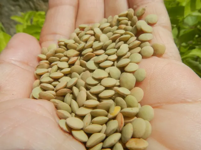 The image shows a person holding a handful of green lentils in their hand, with some plants in the...