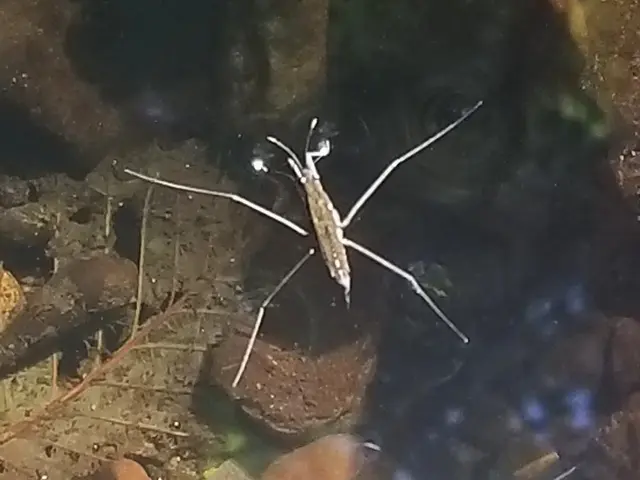 The image shows a water strider swimming in a body of water surrounded by stones.