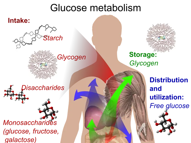 The image shows a diagram of a human body with the words "Glucose Metabolism" written on it,...
