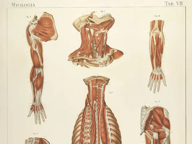 The image shows a vintage anatomical chart of the muscles of the human body, with text at the top...