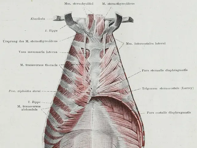 The image shows a diagram of the muscles of the chest, with labels indicating the various parts of...
