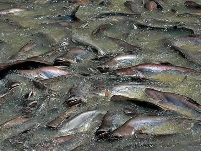 The image shows a large group of sockeye salmon swimming in the water, creating a large number of...